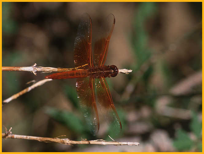 Flame Skimmer Dragonfly