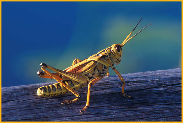 Eastern Lubber Grasshopper
