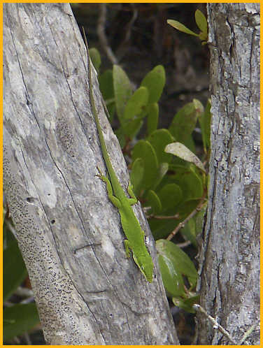 Green Anole