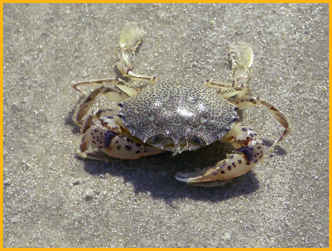 Lady Crab