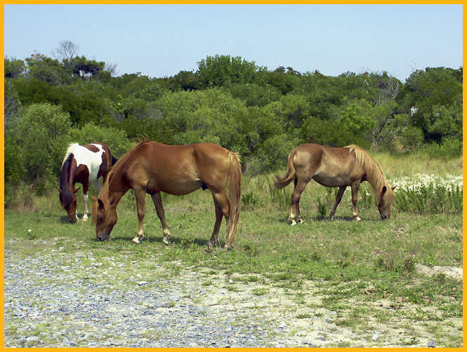 Assateague Ponies
