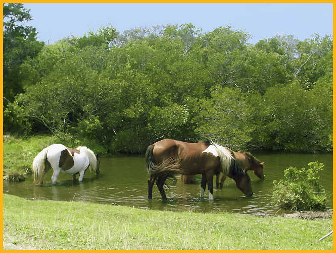 Assateague Ponies