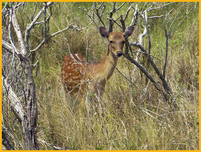 Sika Deer