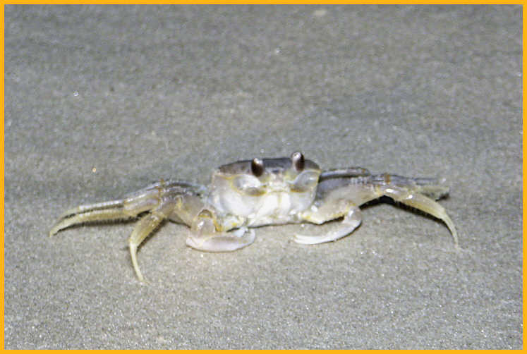 Ghost Crab