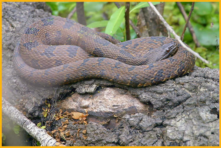 Brown Water Snake