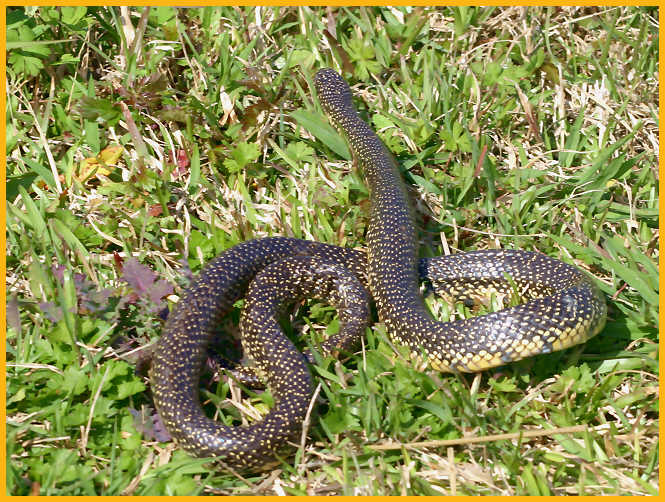 Speckled King Snake