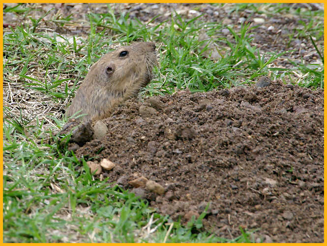 Yellow-faced Pocket Gopher