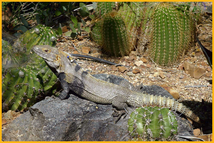 Sonoran Spiny-tailed Iguana