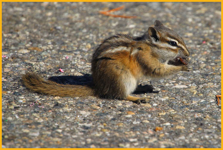Colorado Chipmunk