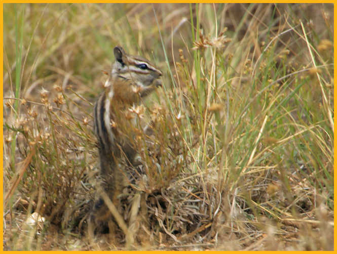 Unita Chipmunk