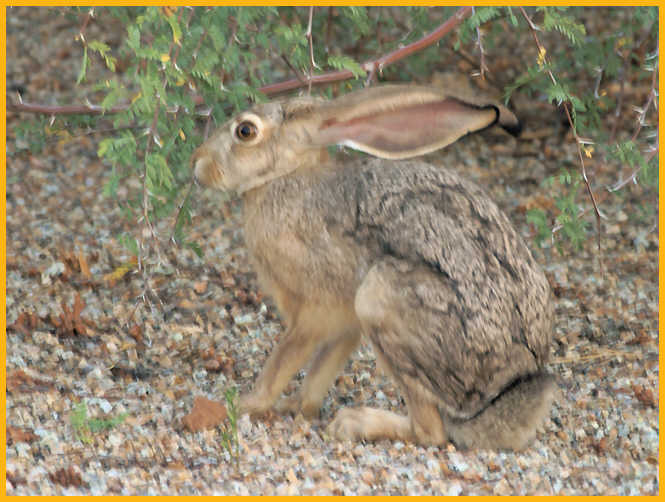 Black-tailed Jackrabbit