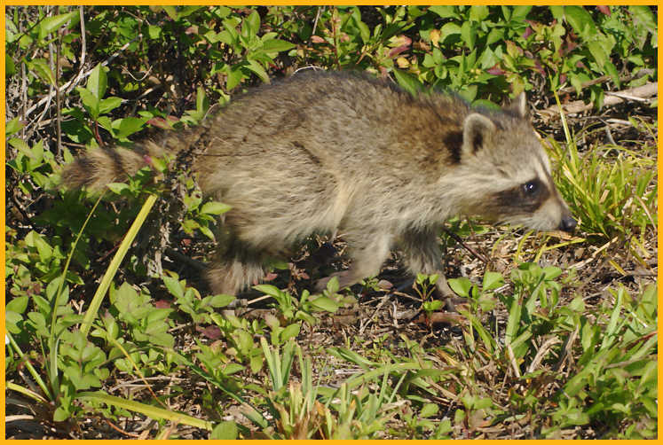 Baby Common Raccoons