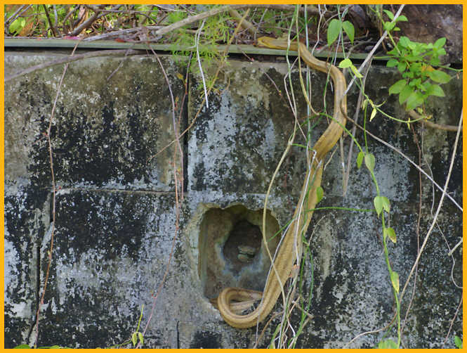 Yellow Rat Snake