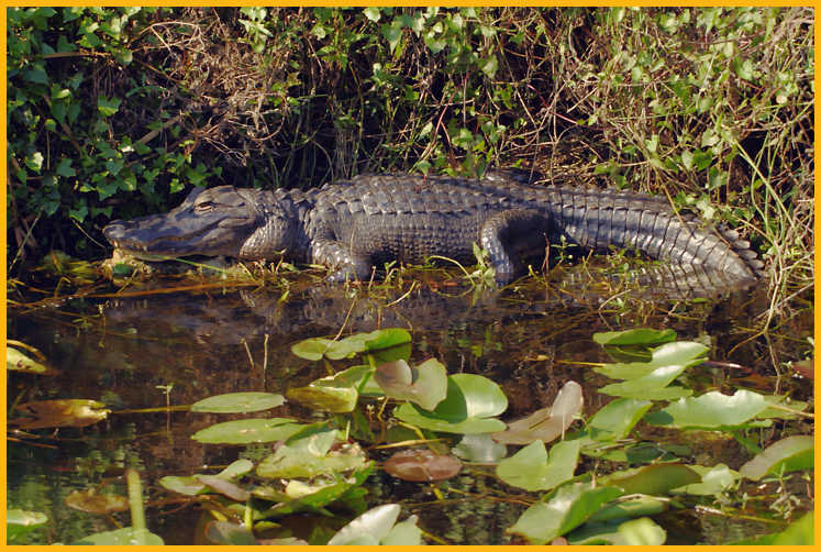 American Alligator