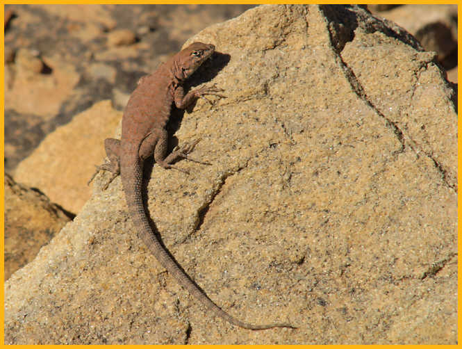 Eastern Fence Lizard