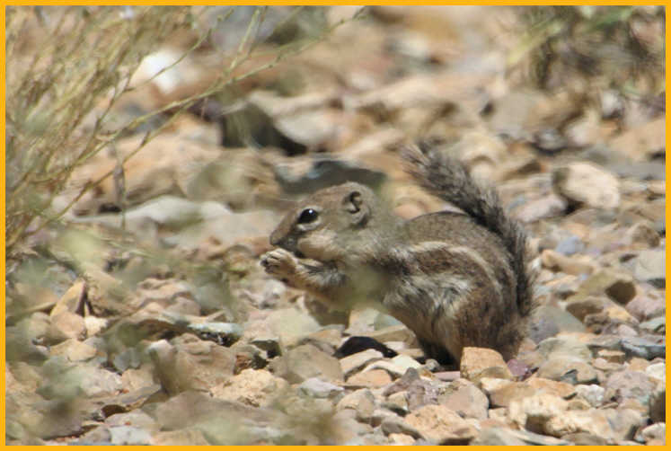 Harris' Antelope Ground Squirrel
