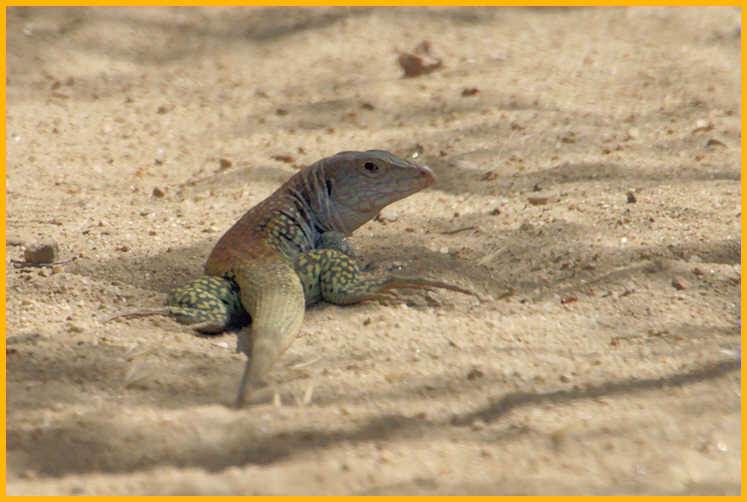 Canyon Spotted Whiptail