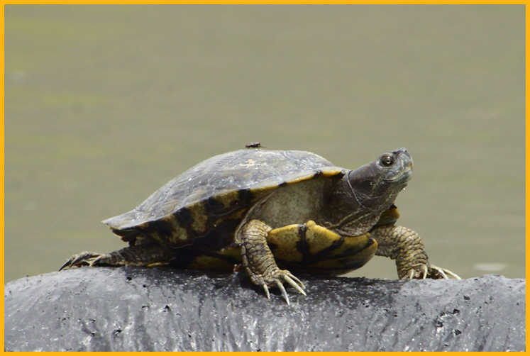 Sonora Mud Turtle