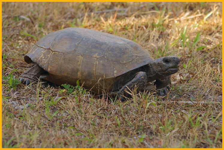 Gopher Tortoise