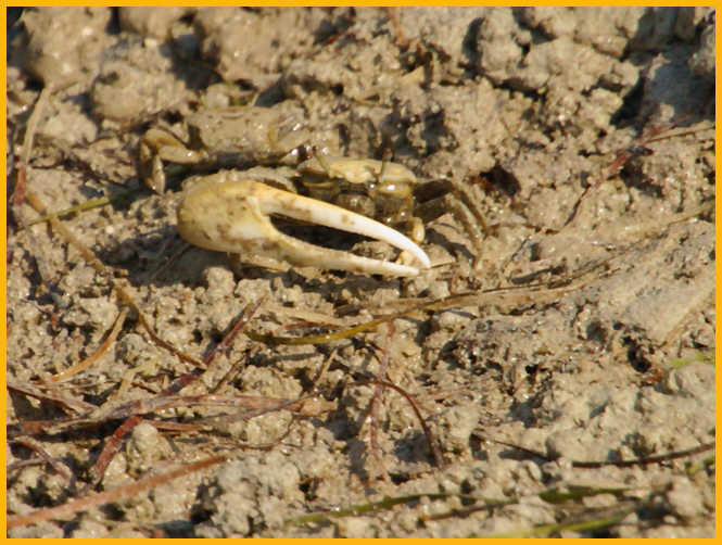 Fiddler Crab