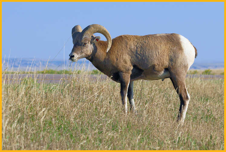 Rocky Mountain Bighorn Sheep Ram