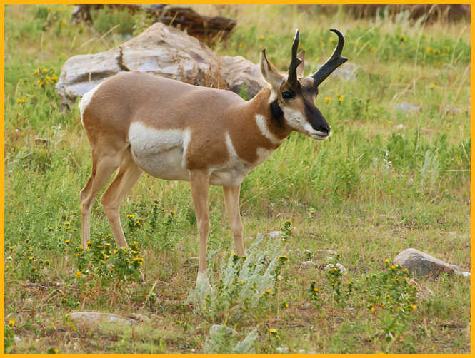 Pronghorn Buck