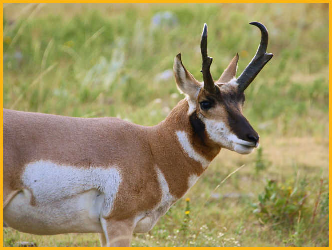 Pronghorn Buck