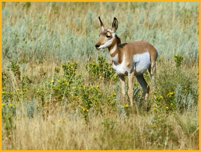 Pronghorn Fawn