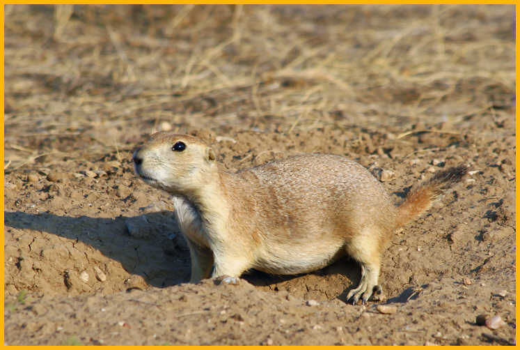 Black-tailed Prairie Dog