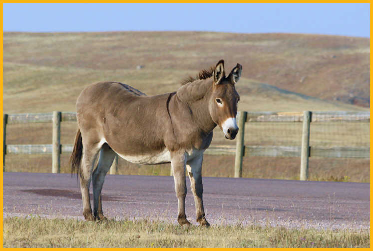 Wild Burro