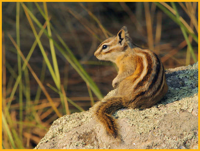 Least Chipmunk