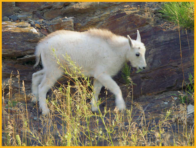Mountain Goat Kid