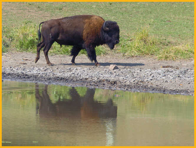 Buffalo