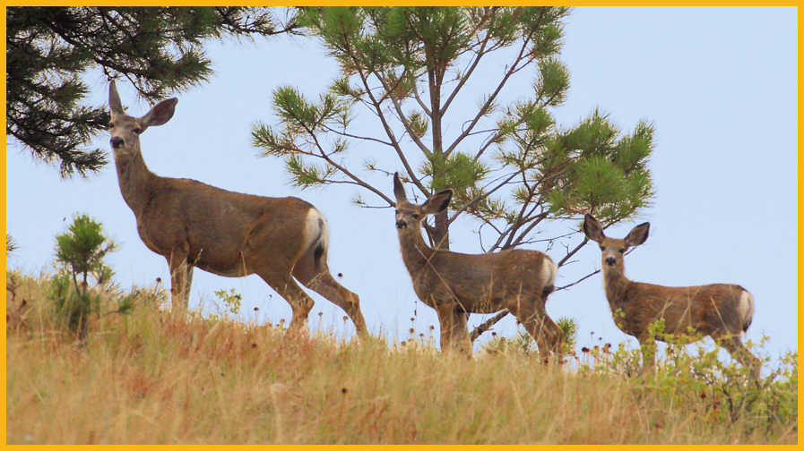 Mule Deer Doe and Fawns