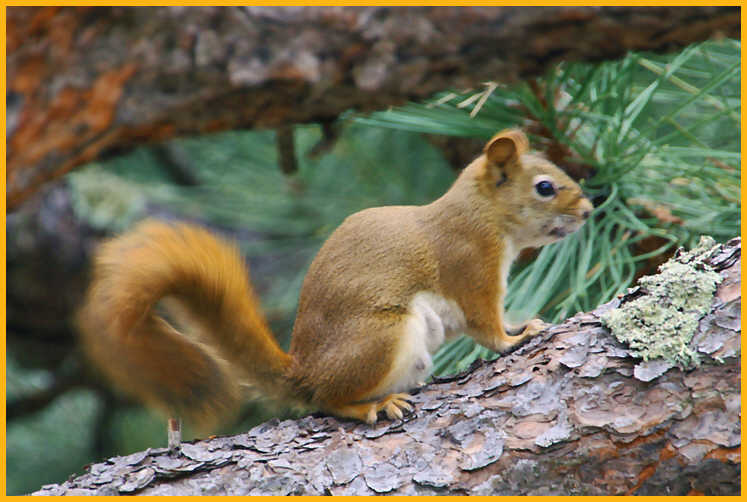 Red Squirrel