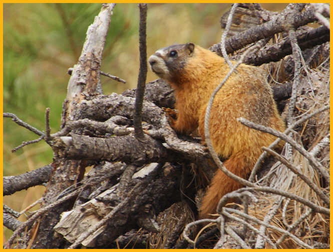 Yellow-bellied Marmot