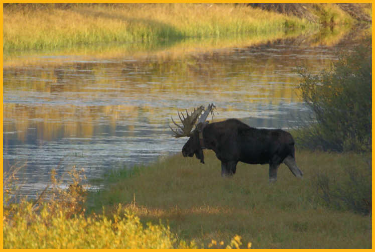 Bull Moose