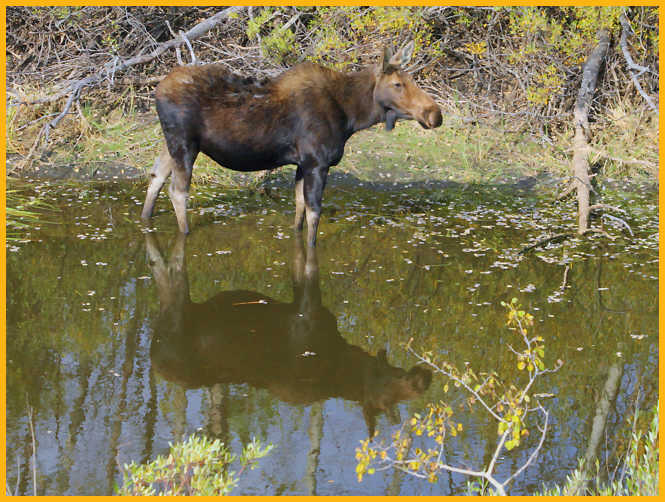 Moose Cow