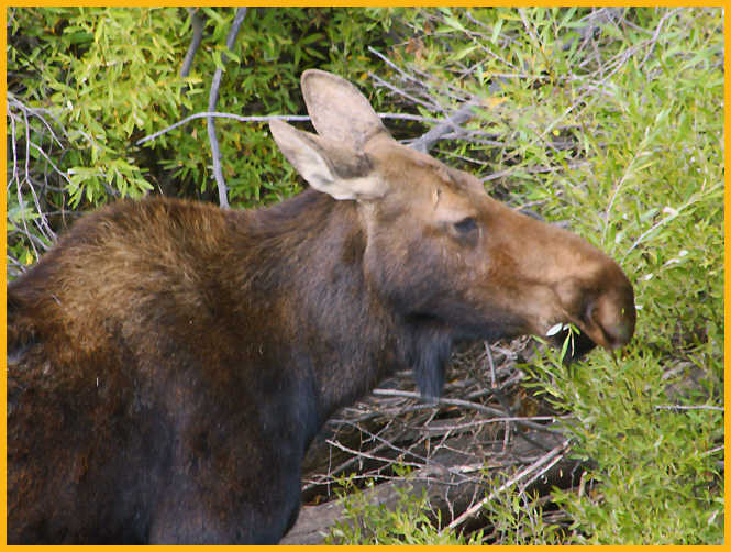 Moose Cow
