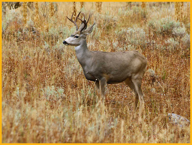 Mule Deer Buck