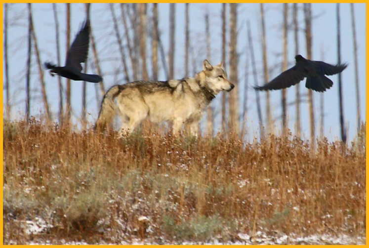 Wolf