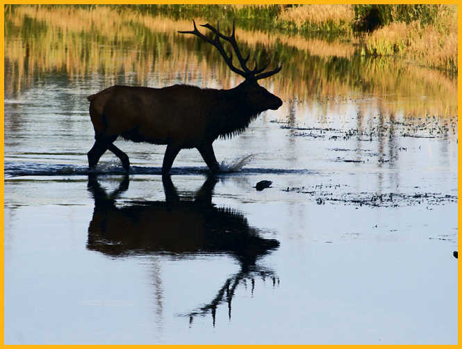 Bull Elk Silouette