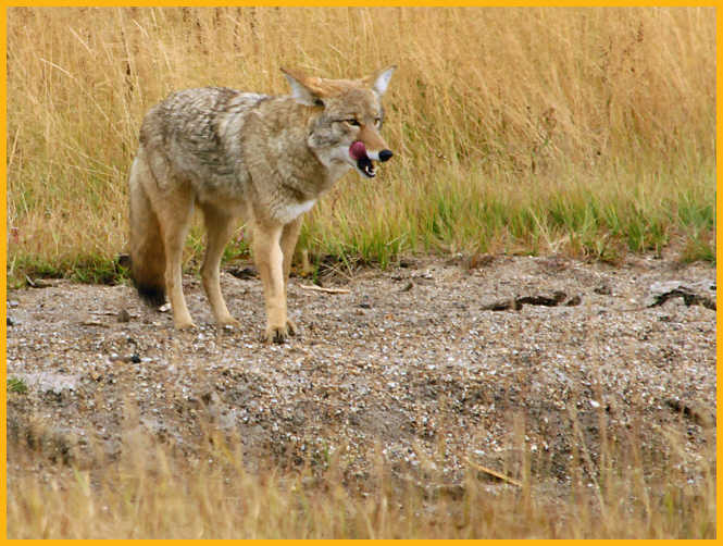 Coyote