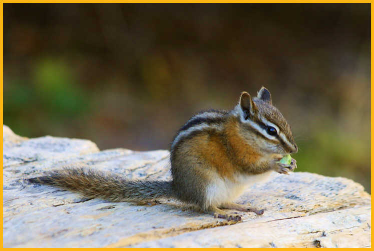 Yellow-pine Chipmunk