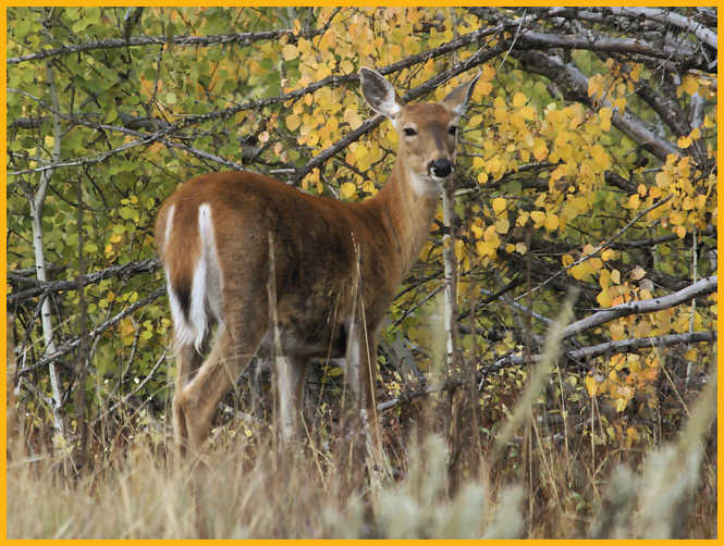 White-tailed Deer Doe