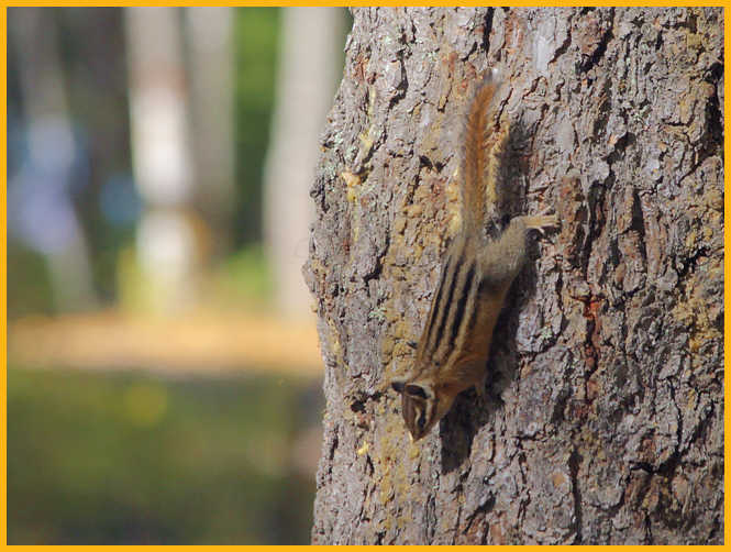 Red-tailed Chipmunk