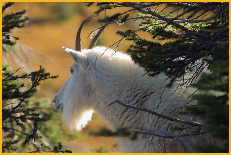 Nanny Mountain Goat