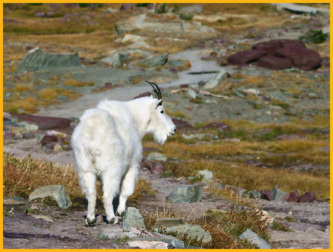 Nanny Mountain Goat