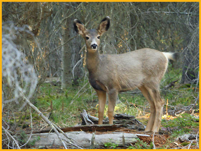 Mule Deer Fawn