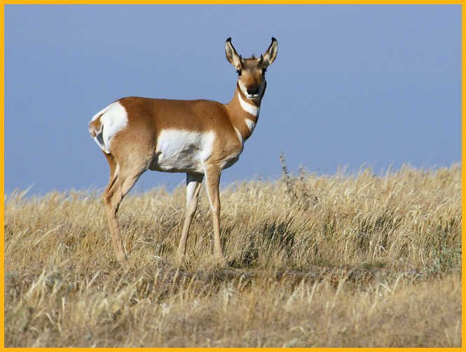 Young Pronghorn Buck